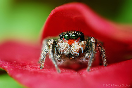 Fotografiar insectos