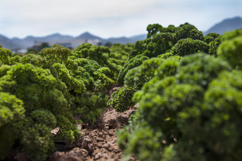 Fotos del Mes ENERO 2016 | DistanciaFocal